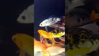 Shubunkin Gold fish shorts fish aquarium [upl. by Aicirtam788]