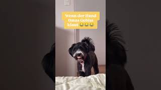 Wenn der Hund Omas Gebiss klaut😂😂😂 hund hund [upl. by Liatris]