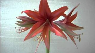 Amaryllis Hippeastrum Bulb Sumatra Cybister [upl. by Nathanil]