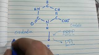 Pyrimidine biosynthesis in UrduHindi [upl. by Neelak]