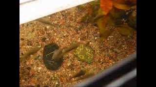 Doctor Fish Nibbling on Hands [upl. by Selda]