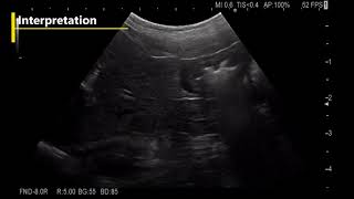 Esophagus Stomach Duodenum Dog Ultrasonound Examination [upl. by Nicki177]