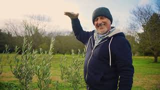 Olive Tree Pruning Techniques [upl. by Nimref]