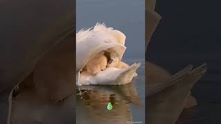 Mamá CISNE llevando a sus BEBÉS 🦢😍 animales cisne amormaternal [upl. by Boggs]