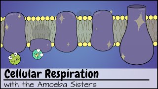 Cellular Respiration UPDATED [upl. by Nowad]