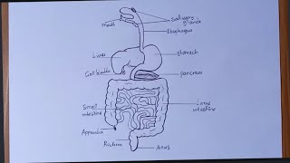 How To Draw Diagram of Human Digestive System [upl. by Tare]