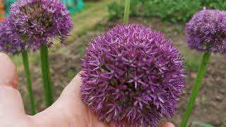 Allium giganteum the Giant Ornamental Onion the tallest Allium species for gardens in USDA 5 to 9 [upl. by Teirrah261]