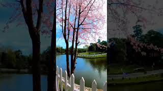 Cherry blossom festival in Shillong 2024 short video subscribe like👍😘 [upl. by Celinka]