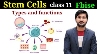 stem cells  Types and functions of stem cells Biology class 11 chapter 1 FBISE [upl. by Ola]