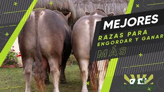 MEJORES RAZAS PARA ENGORDAR [upl. by Atiloj546]