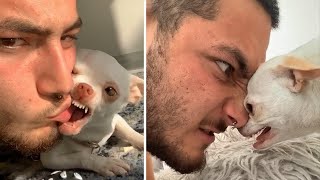 OMG Funny amp Angry Chihuahua Videos  Try Not To Laugh  Cool Pets [upl. by Leveroni]