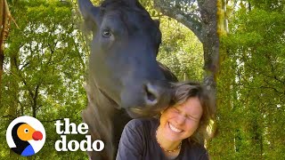 This Rescue Cow Acts Like A 1Ton Baby  The Dodo Soulmates [upl. by Cloe]