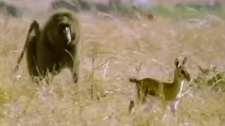 Baboon vs Baby Gazelle  Be An Animal  BBC Earth [upl. by Geraldine176]