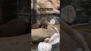 Why do pelicans always want to eat capybaras cute capybara funny animals [upl. by Rehpotsyrk4]