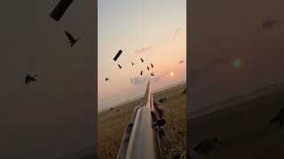 North Dakota honkers at our feet earlygoose hunting goose [upl. by Ennobe]