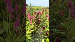 Pastel Celosia Cut flowers gardening [upl. by Ssepmet]