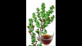 Buchu Tea Health Benefits [upl. by Assirac]