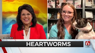 Green Country Veterinarian Shares Advice On Heartworm Prevention [upl. by Suravaj]