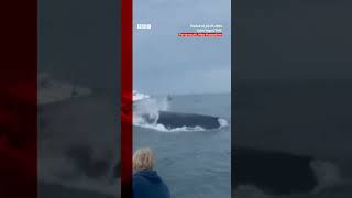 Moment whale capsizes fishing boat in the US Whale US BBCNews [upl. by Ji]