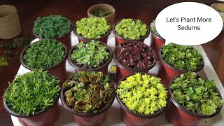 What I Plant in A Day All About Sedums  Propagations ll Magpadami tayo ng Sedum Succulents [upl. by Nov]