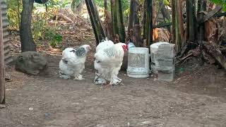 criadero de gallinas Brahma barreal de Heredia Costa Rica 🇨🇷🇨🇷🇨🇷🇨🇷 [upl. by Aramoiz]