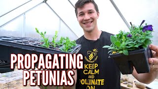 Easily Propagate Petunia Cuttings [upl. by Jarlen]