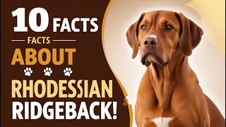 10 Facts About the Rhodesian Ridgeback A Dog Like No Other [upl. by Iphlgenia]