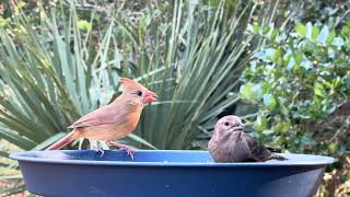 NEW Bird video for pets real backyard sounds and wildlife [upl. by Leizar676]