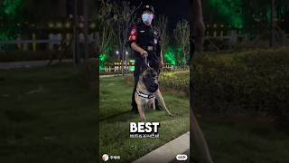 3 Legged Puppy Becomes Best Police Dog ❤️dog dogshorts wholesome [upl. by Yasui151]