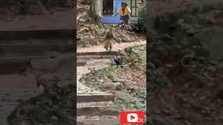 🤣 Smile🤣 trendingshorts monkeycomedy mallus creations [upl. by Sev]