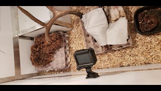 Flesheating Dermestid Beetle Freezer Setup [upl. by Ema]