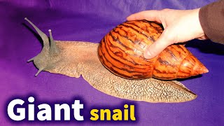 All you should know about the Giant African Land Snail [upl. by Rellia]