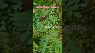 How to identify नीली Indigofera tinctoria ayurvedlovers ayurveda bams bamsreel medicinalplant [upl. by Erina]