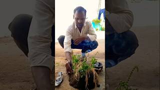 Goverdhan pooja cgviralvideo cg govardhanpooja cgshort [upl. by Rudelson528]