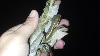 Catching Basilisk in Florida Basiliscus vittatus [upl. by Edobalo]