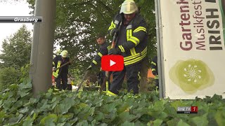 Plötzlich fällt eine 5 Meter lange Schlange vom Baum [upl. by Missy]