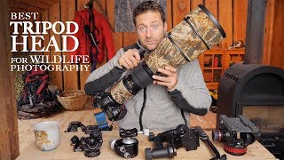 Best TRIPOD HEAD for WILDLIFE PHOTOGRAPHY  Ballhead vs gimbal vs video head photo friday [upl. by Norvol]