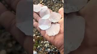 Tarpon Fish Scale Important🤔🤯shorts viralvideo [upl. by Coh]