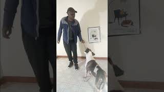 playing tug war with my pitbull American bulldog mix [upl. by Larrie]