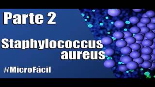 ✅ Staphylococcus Estafilococo aureus  Estructura Enzimas MicroFácil [upl. by Ngo189]