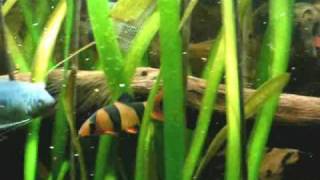 Feeding time in my 420 liters tropical Asia fish tank  Asienbecken 56 [upl. by Eilraep]