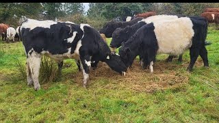 outwintering cattle in Ireland 2024 irishfarm cow shorthorn regenerativefarm [upl. by Bartolome]