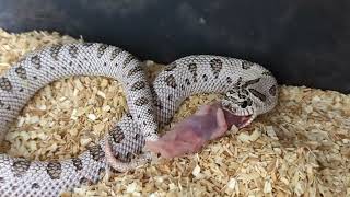 Feeding baby hognose Snakes and a new addition [upl. by Goodhen]