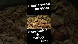 Copperhead Care Guide amp Setup Part 2 venomoussnake [upl. by Aeli]