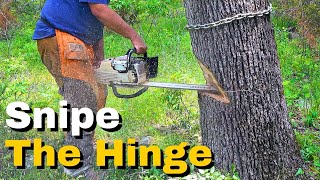 How To Cut Down a Dangerous Leaning Tree [upl. by Yttisahc]