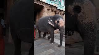 Jambukeswarar Temple  Akhila The Elephant  Srirangam  19112022 Akhila jambukeswarar elephant [upl. by Meyers]