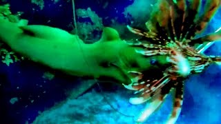 Hunting Lionfish in Roatan [upl. by Kathye]