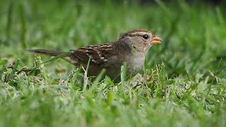 725 White Crowned Sparrow [upl. by Patt]