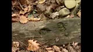 Cades Cove Bloomery Forge [upl. by Zennie]