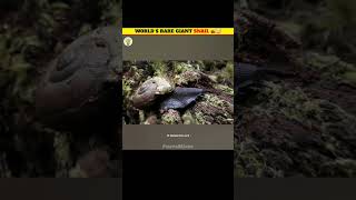 Rare Giant Snail Feasts On Earthworm 🐌🤯shorts facts [upl. by Jorie]